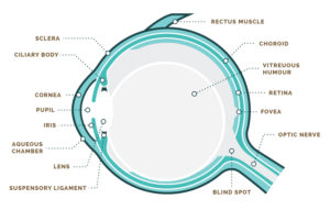 eye anatomy